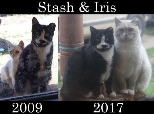 stash iris then now